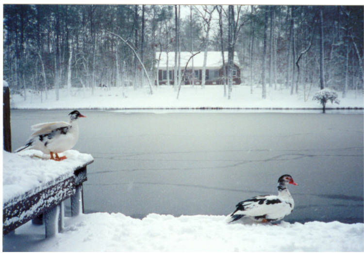 1580092449_11779692855e2e4c216c1707.60797603_Snow 01 2000 3X5.jpg