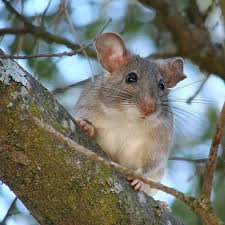 1581633261_2370300255e45ceed81b185.66707036_woodrat.jpg