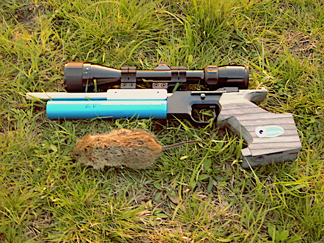 1581992774_4745251965e4b4b46d56a22.06509372_MK rat.JPG