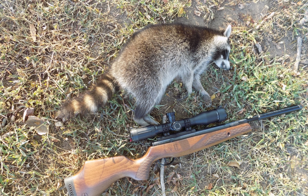 1582349985_968813365e50bea1347858.50769784_Racoon.1649296460.jpeg