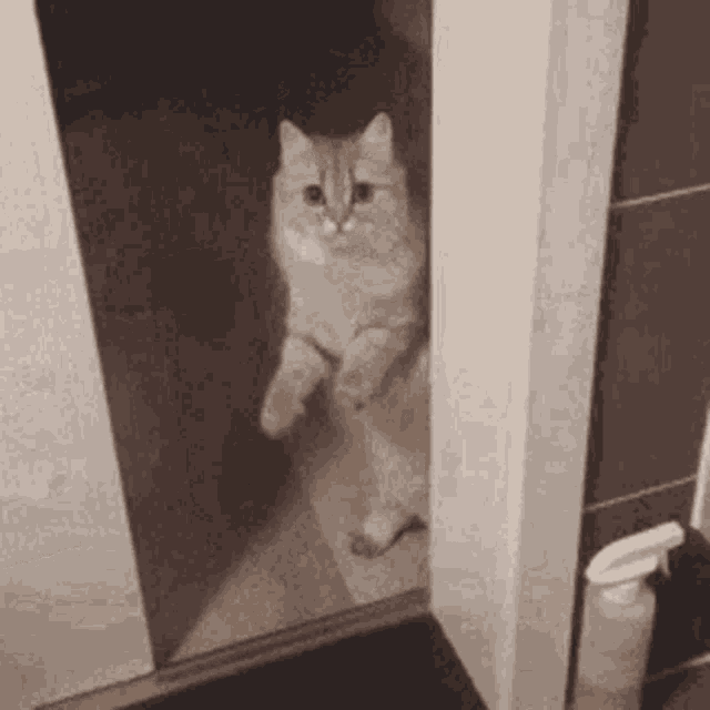 1699801091713.gif