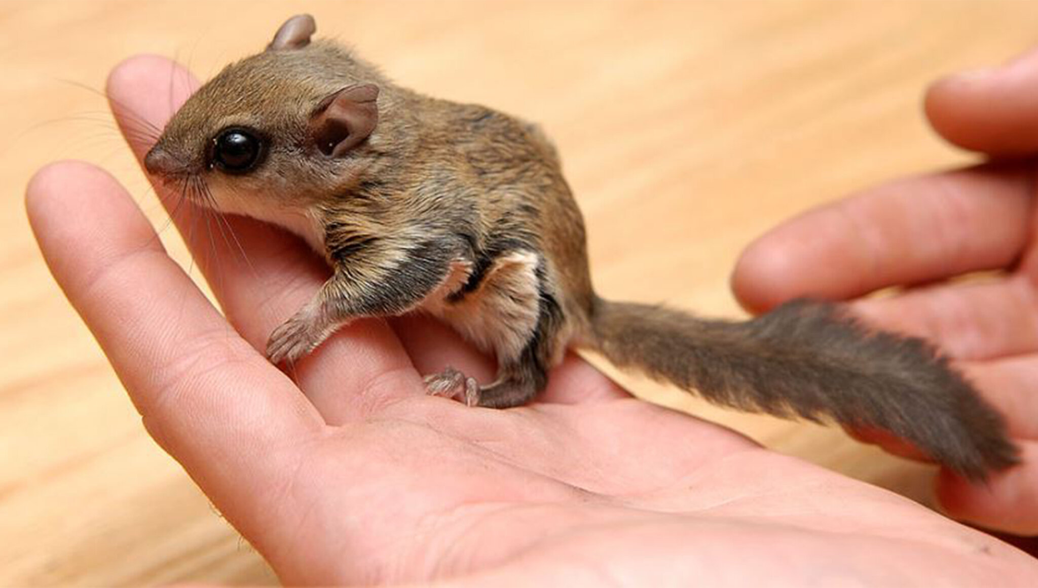 19xp-squirrels-superJumbo.jpg