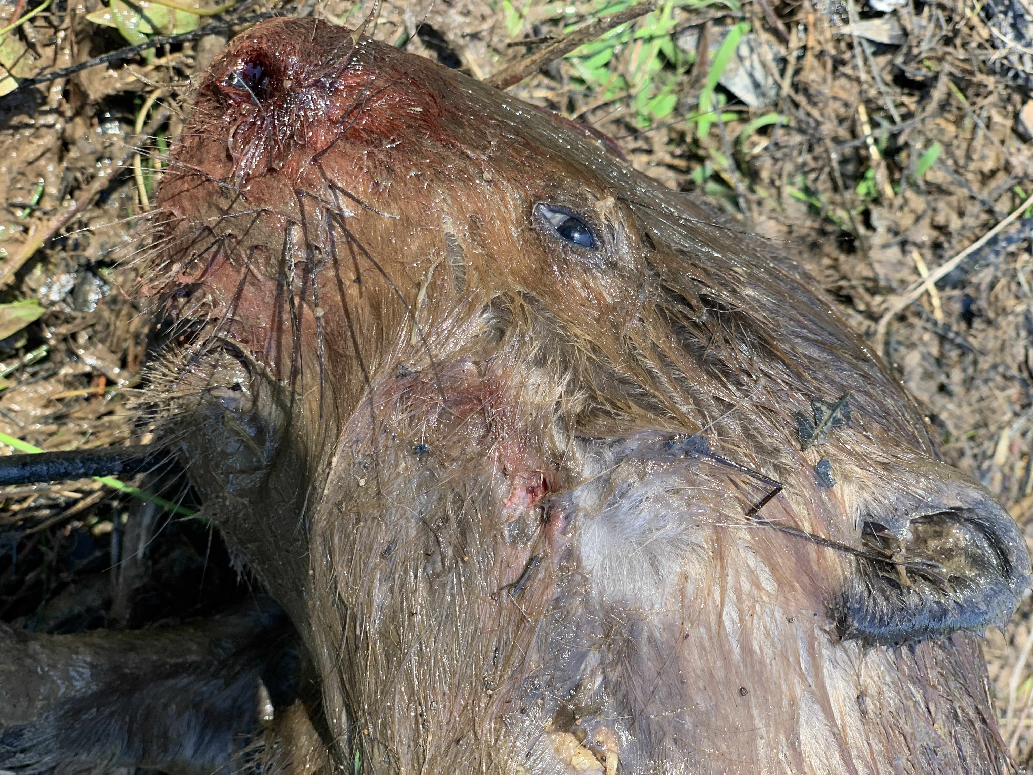 1st Beaver Face Shot Closeup.jpeg