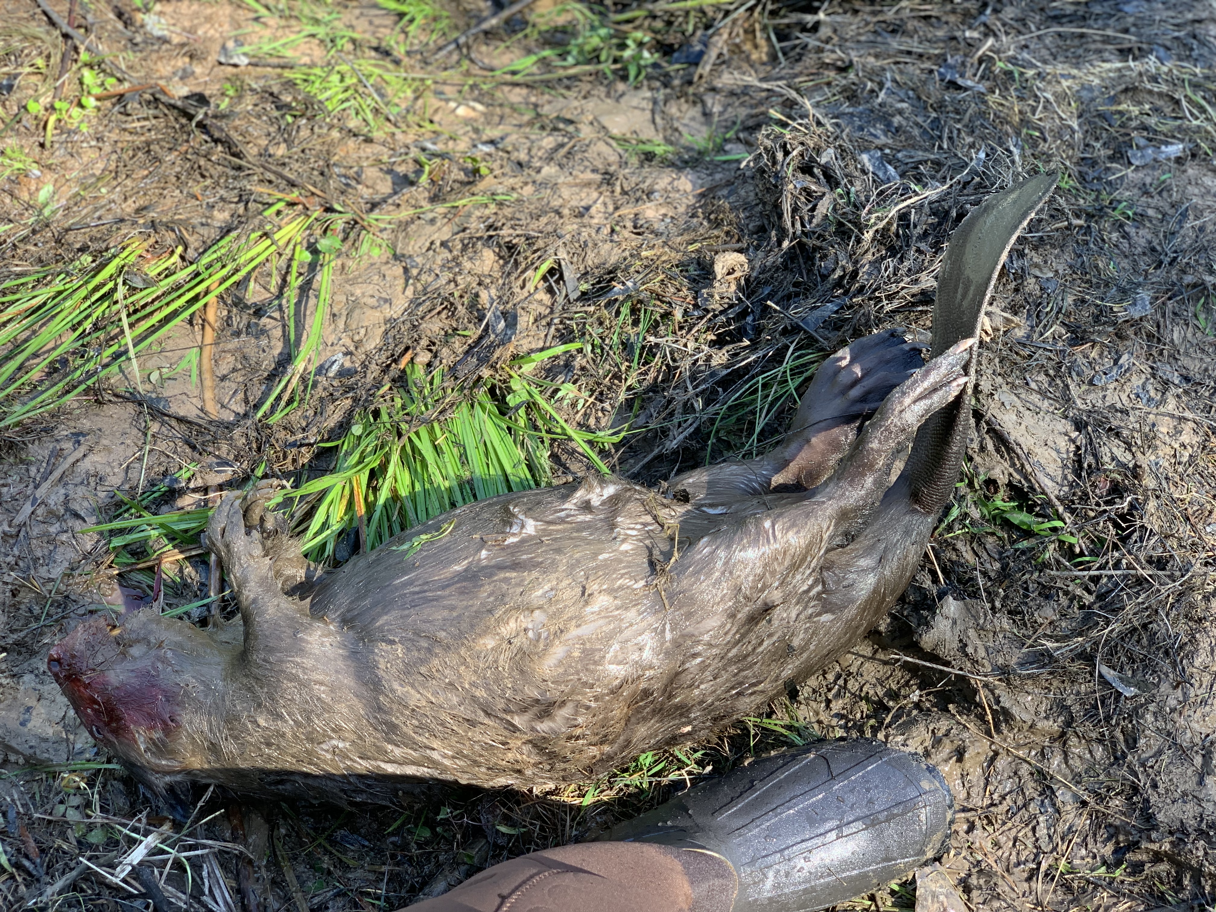 1st Beaver Next to Boot.jpg