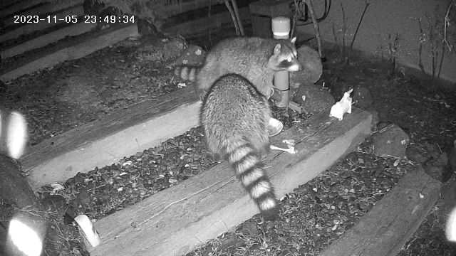 2 coons.jpg