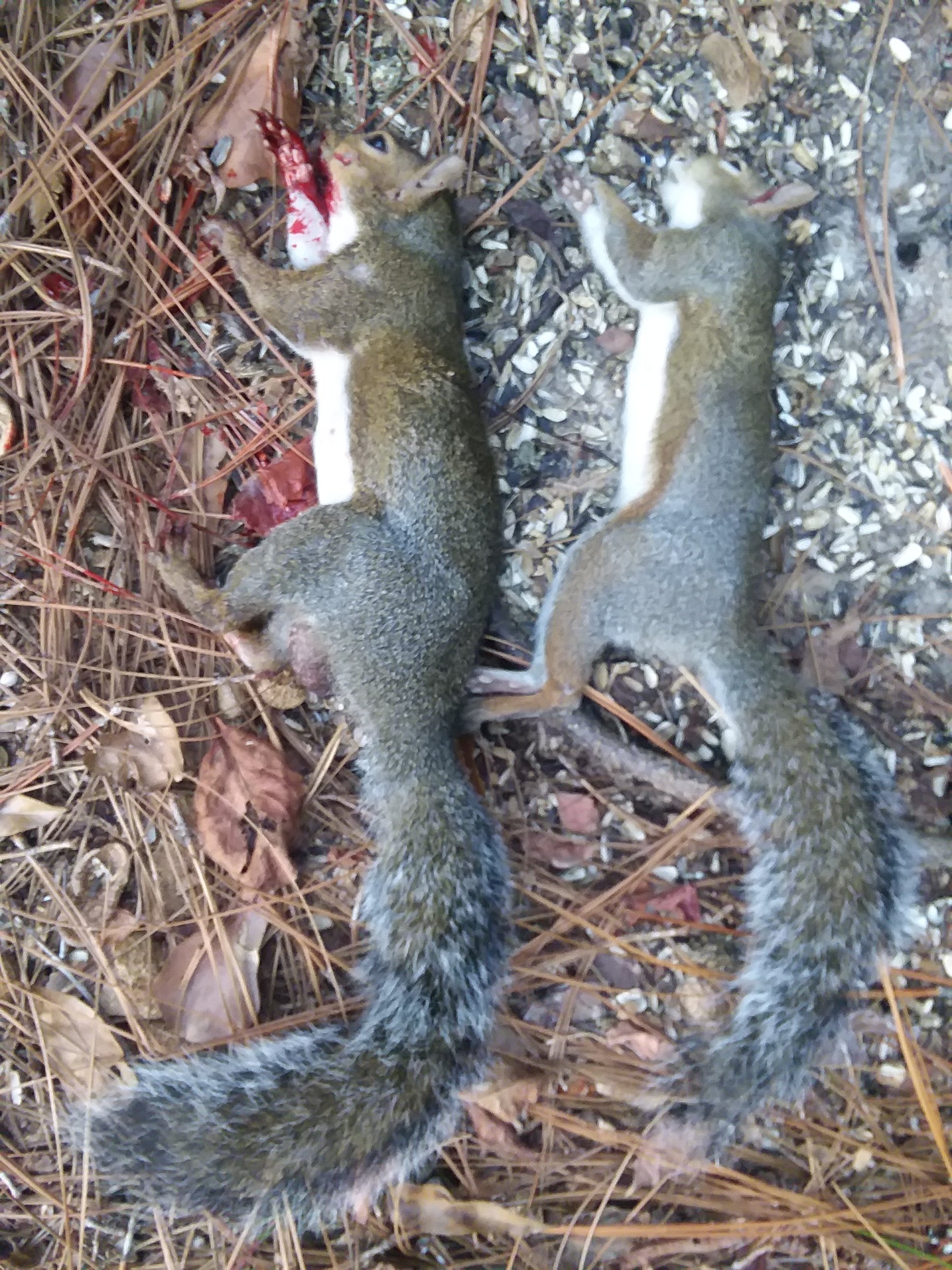 2 critters.jpg