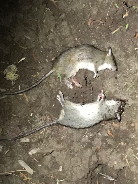 2 Rats 10.28.2020.1603998484.jpg