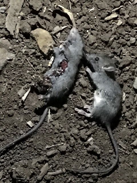 2 Rats little ones.1602986193.jpg