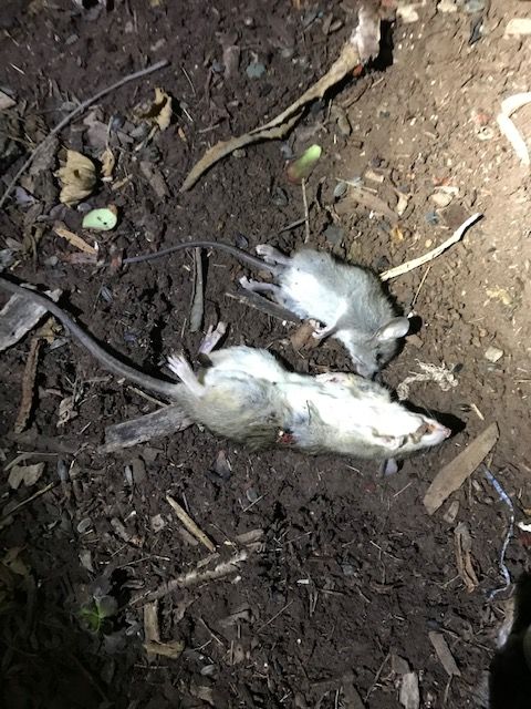 2 rats weds 11.11.20.1605203850.jpg