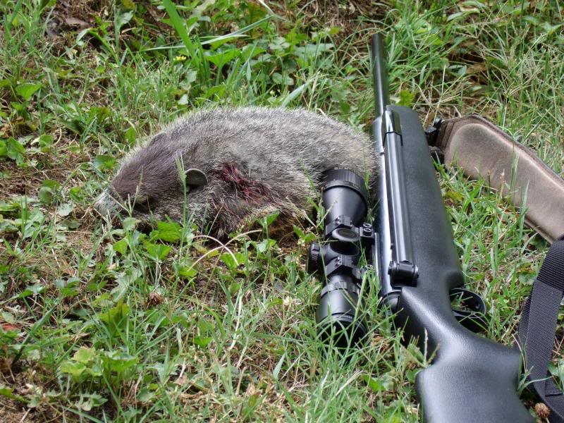 2007DEADGOPHER.jpg