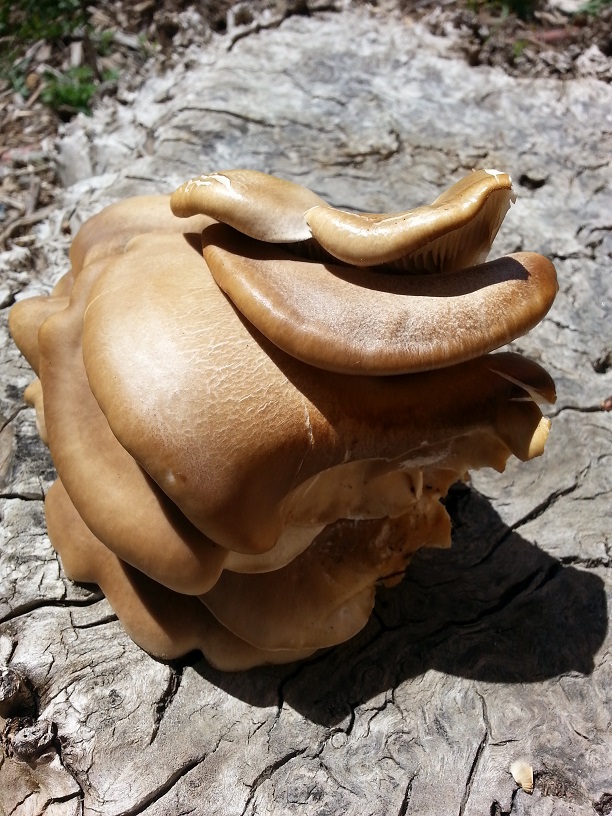 20140418_131306.jpg
