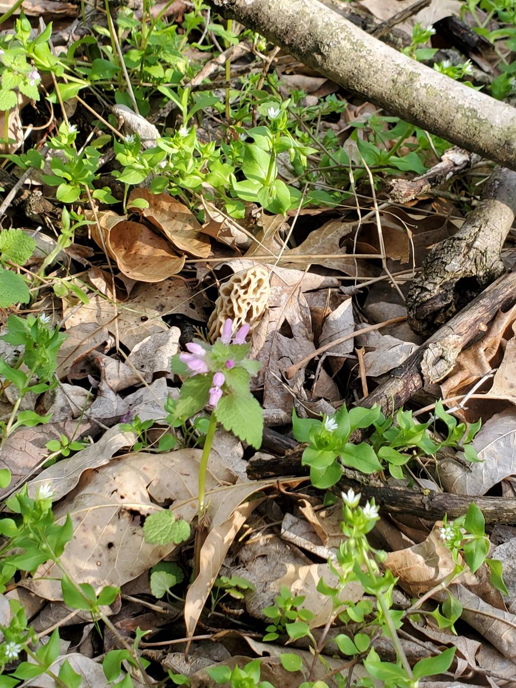 20210408_173816.1617927646.jpg