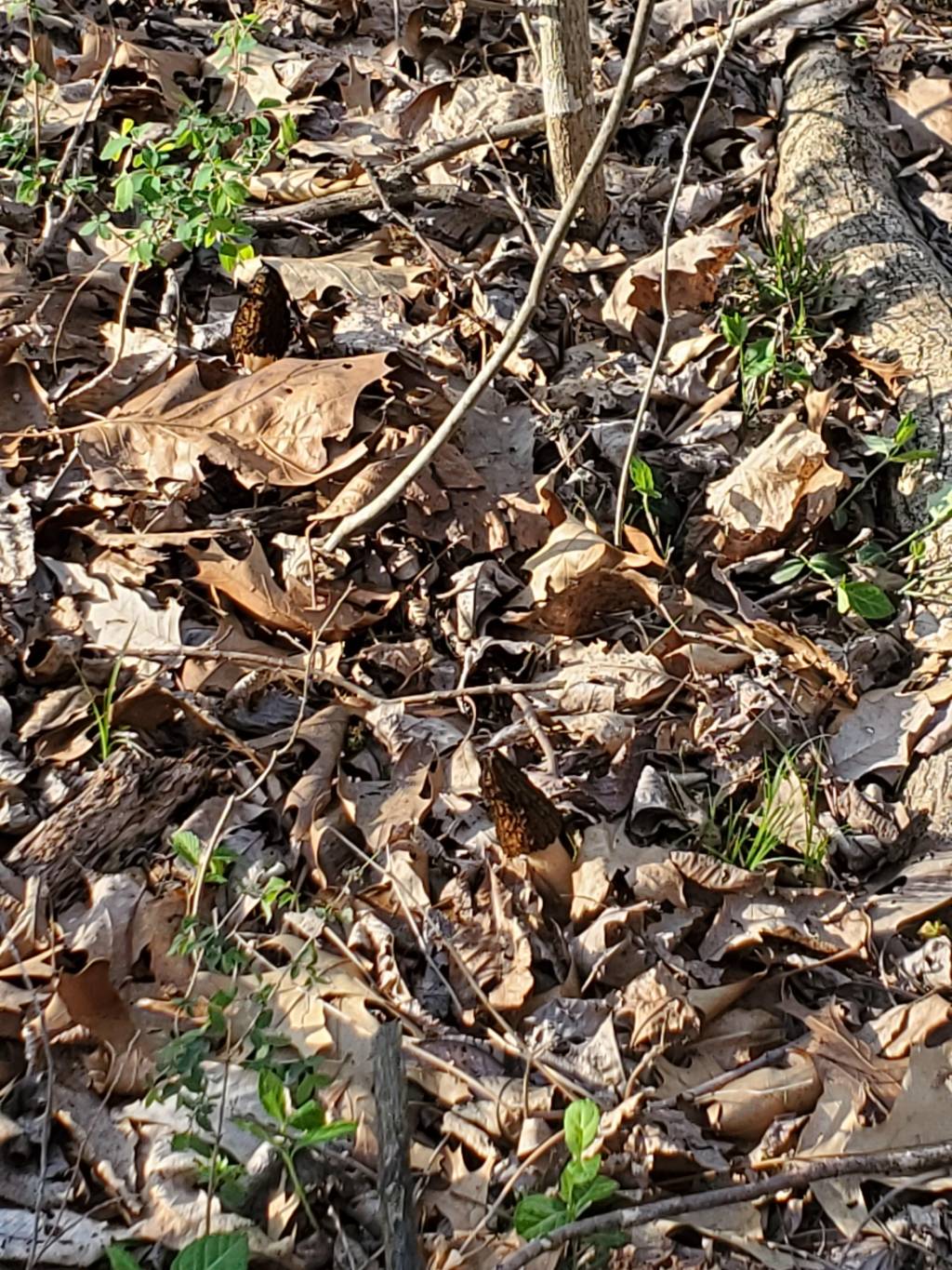 20210408_181033.1617927664.jpg