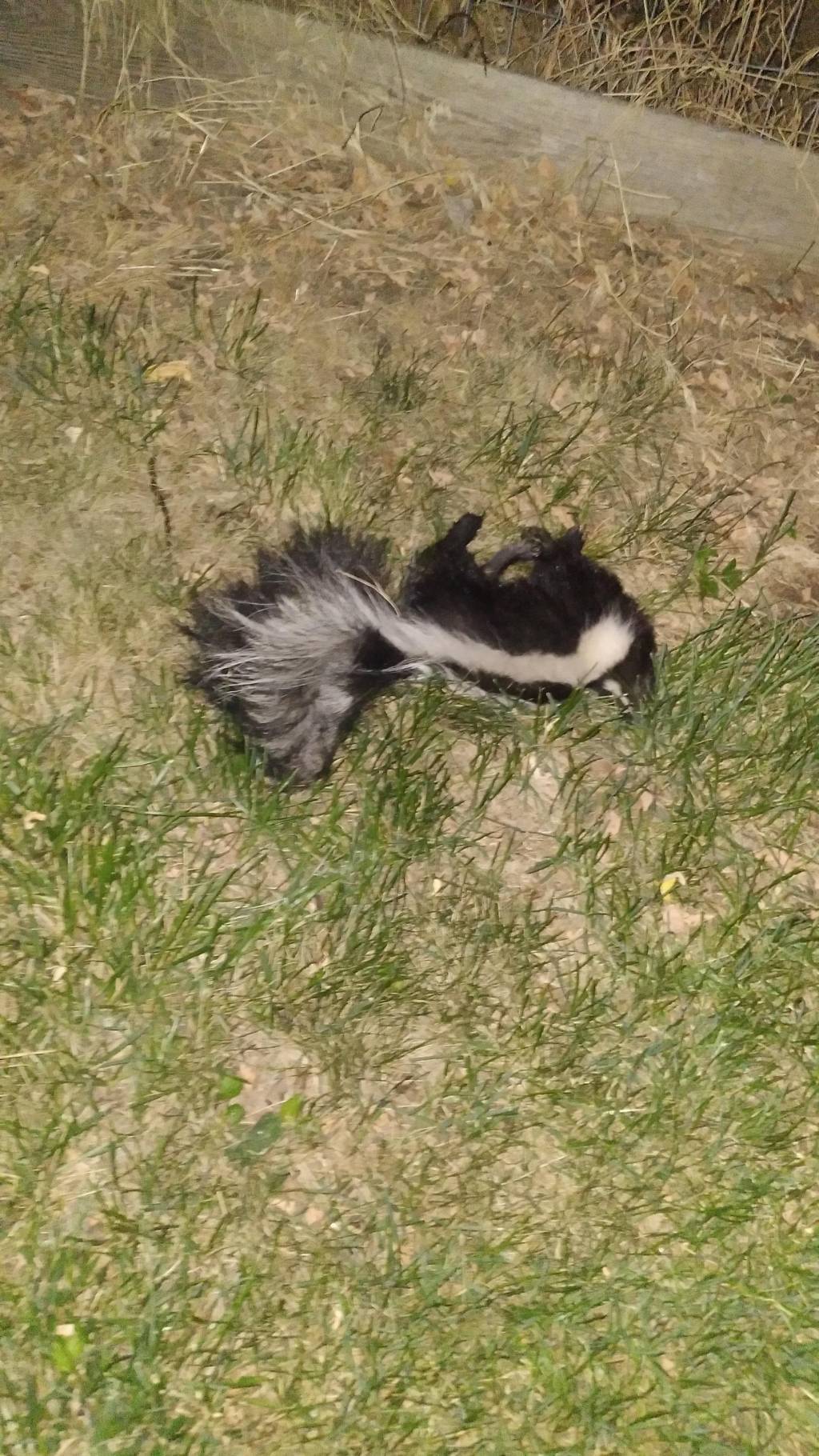 20210712_234636.1626504854.jpg