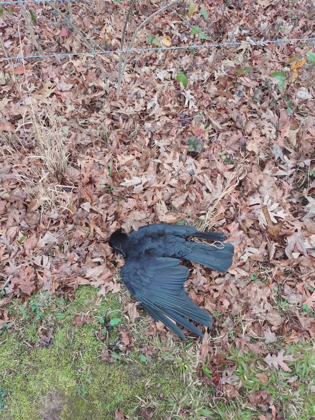 20211216_114757_HDR.1639682397.jpg