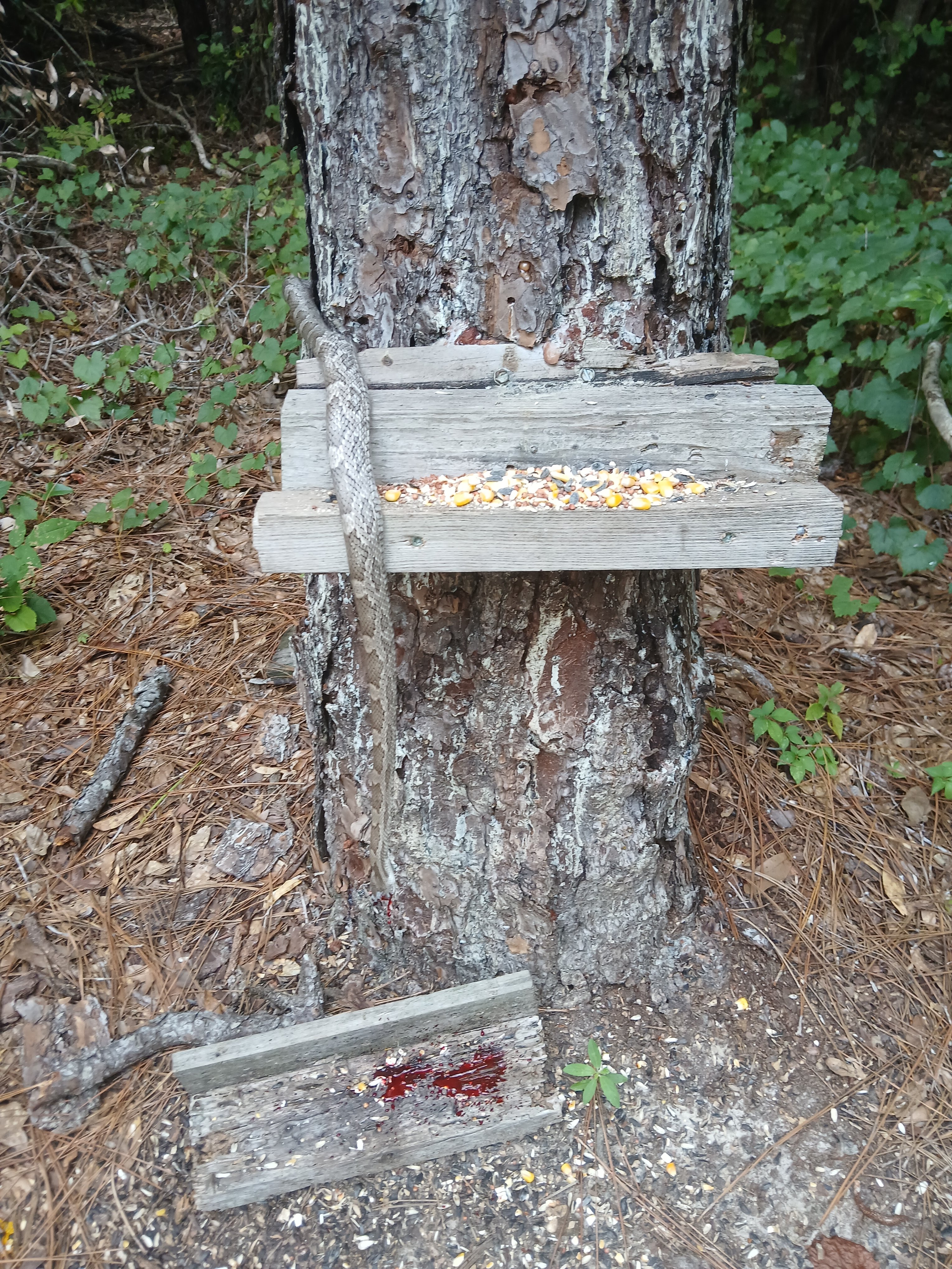 20250803_135321.jpg