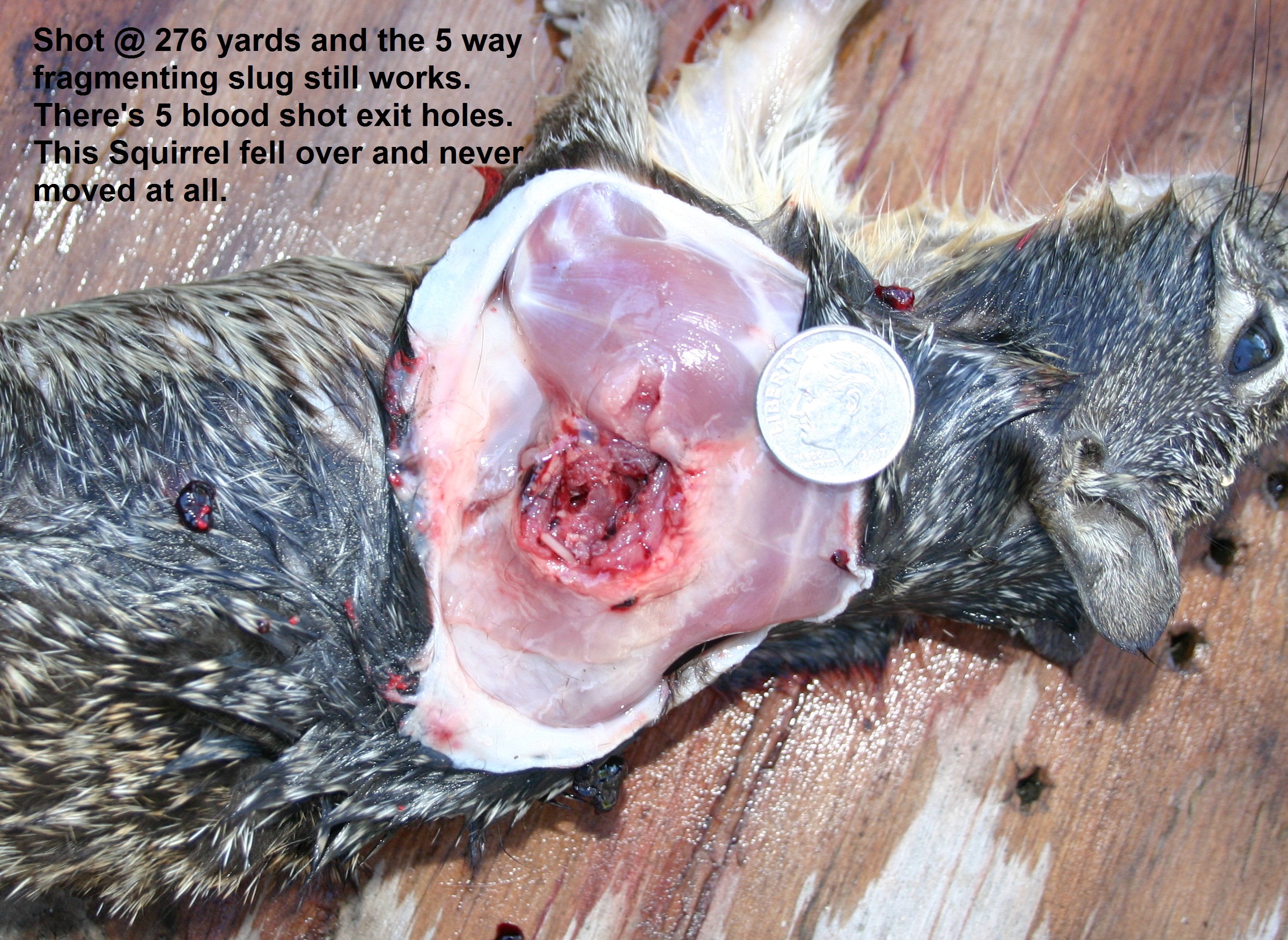 276YardSquirrel.jpg