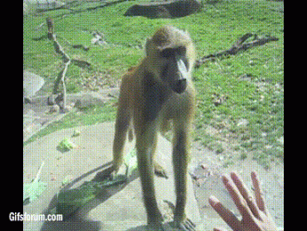 2cfff683aad183122aed1ae74b99baa4.gif