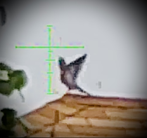 2E8D0799-7264-46DA-B58E-84343D7D0252.1620486982.jpeg