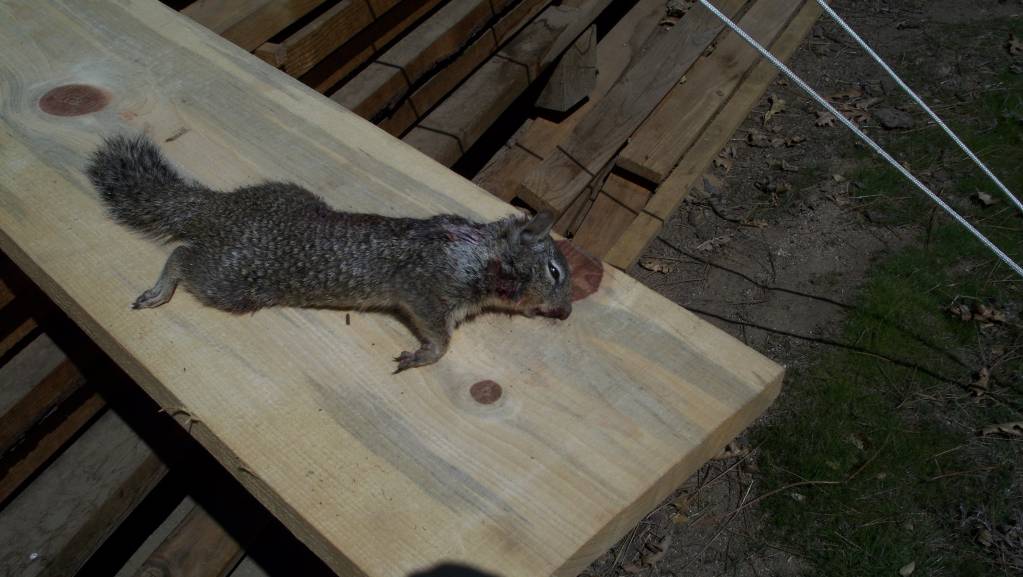 3 27 21 male ground squirrel.1616876608.JPG