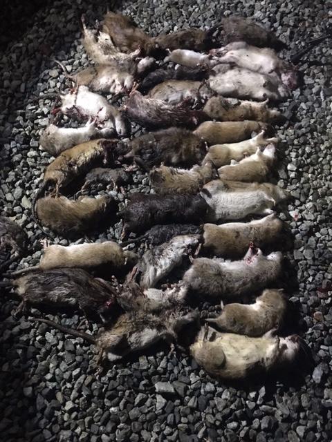 35 rats.1606202876.jpeg