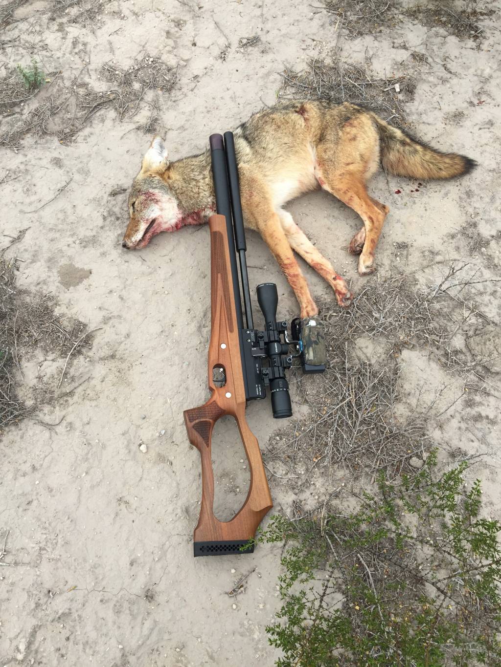 3er coyote.1645630935.jpg