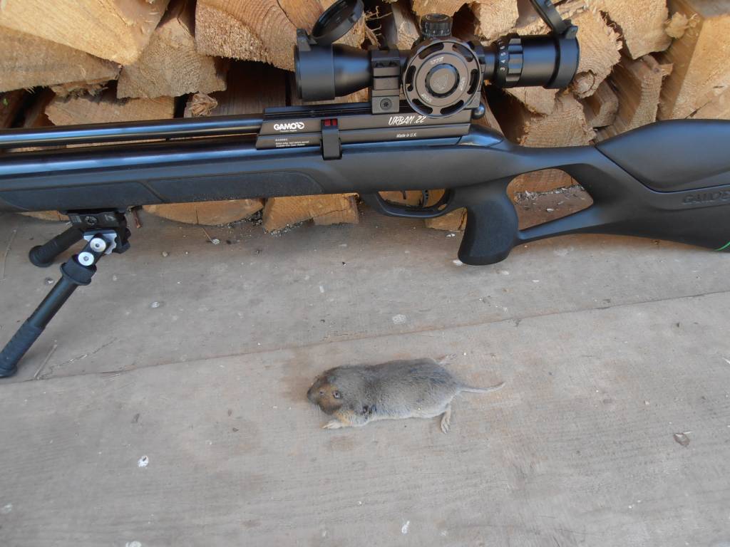 5 27 21 Afternoon Gopher.1622161289.JPG