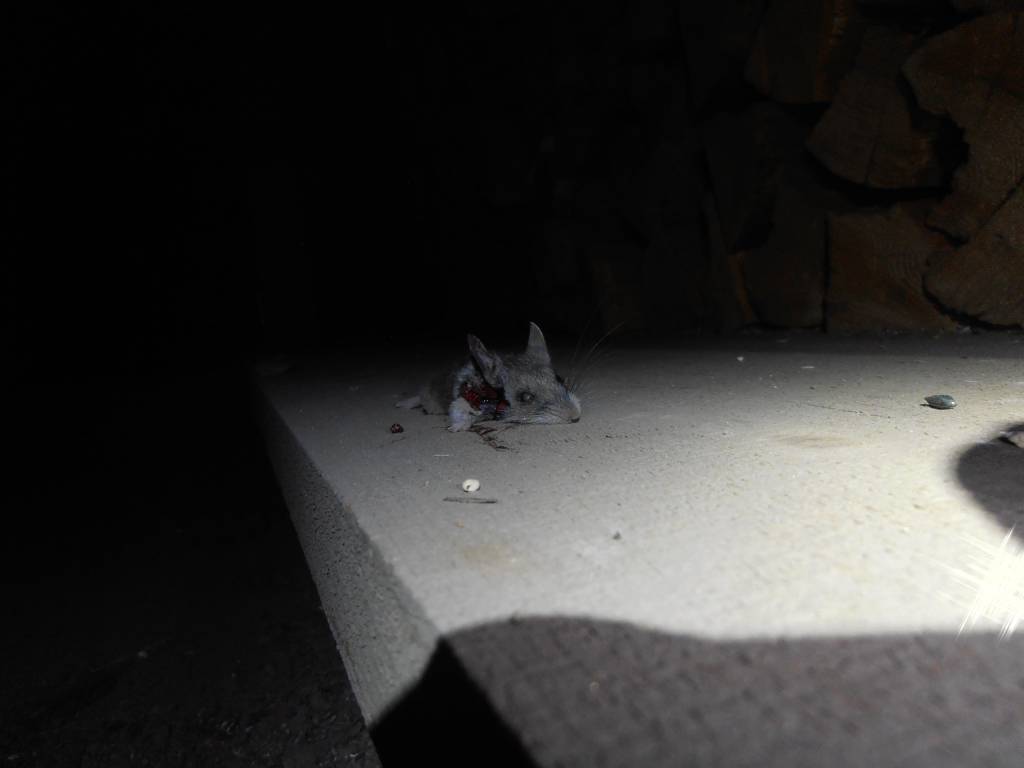5 27 21 Little rat.1622208766.JPG
