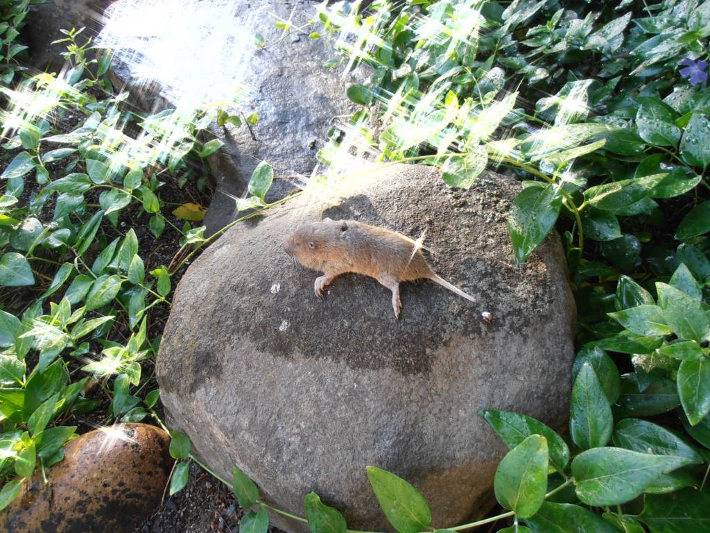 5 30 21 Gopher in the vinca.1622399765.JPG