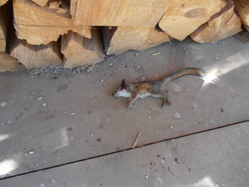 5 31 21 Chipmunk Raider.1622485185.JPG