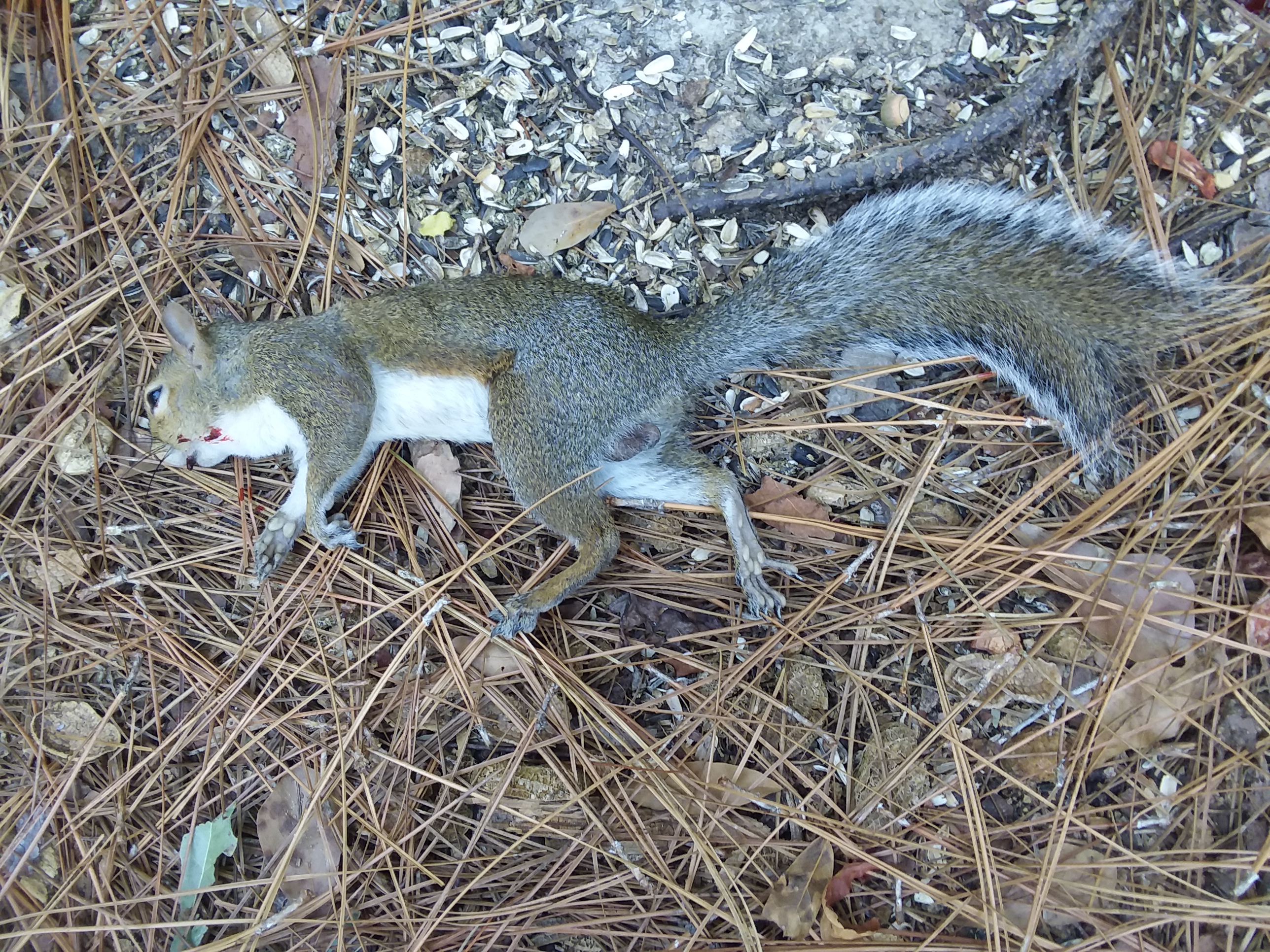 #5 critter.jpg