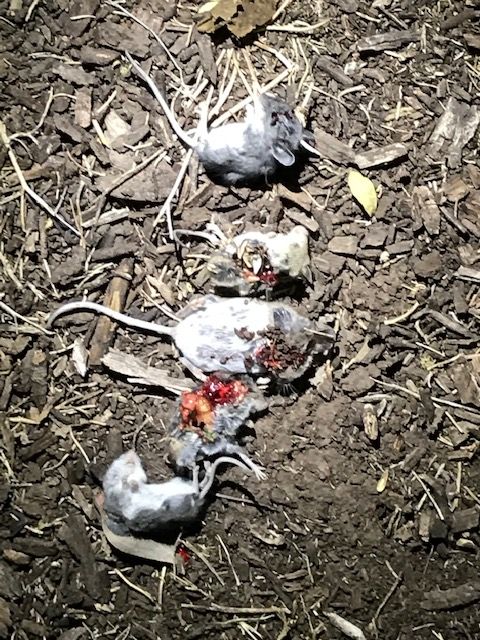 5 mice.1607616918.jpg