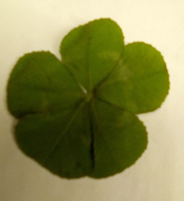 5leafclover.jpg