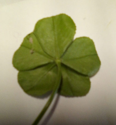 5leafclover1.jpg