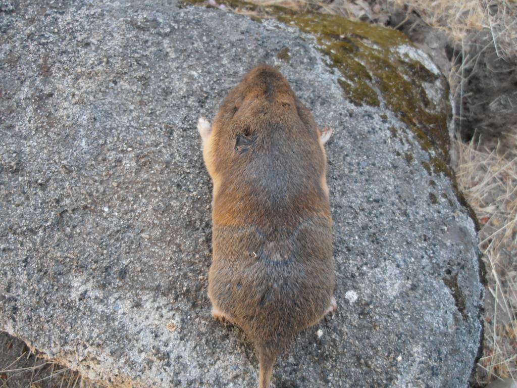 6 8 21 fat head gopher.1623166831.JPG