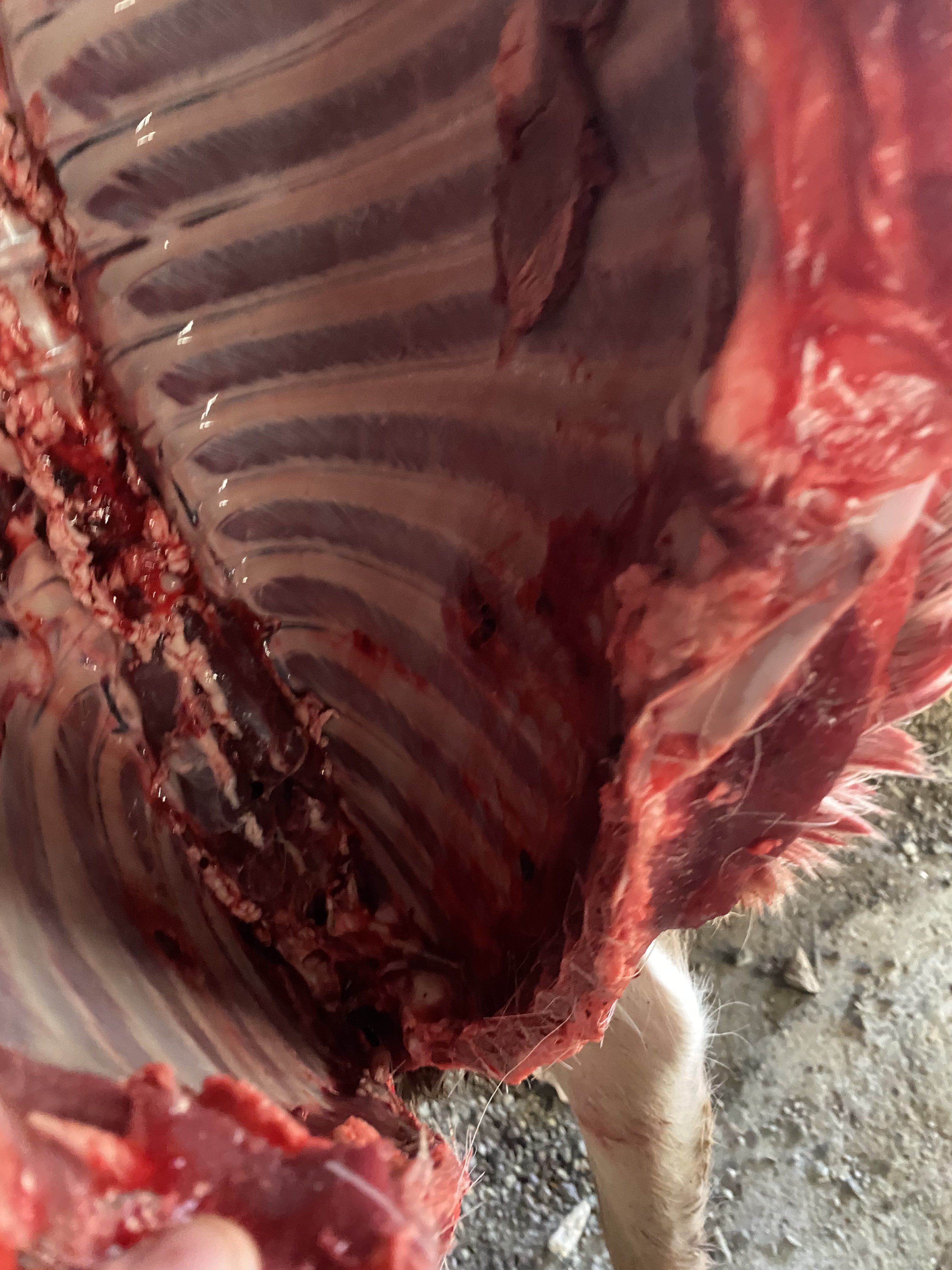740D73C0-7E36-485F-AD5D-D03E7C5ED4E0.jpeg
