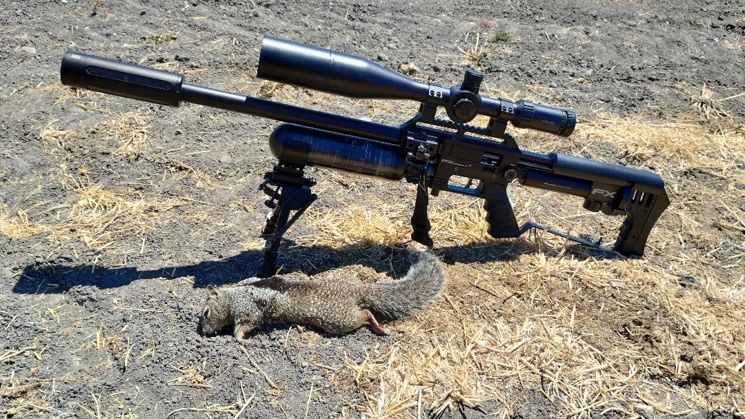 81122squirrel1.jpg