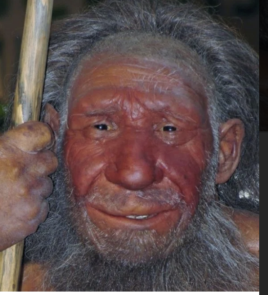 A Comparison Of The Denisovans Molars And Homosap….png
