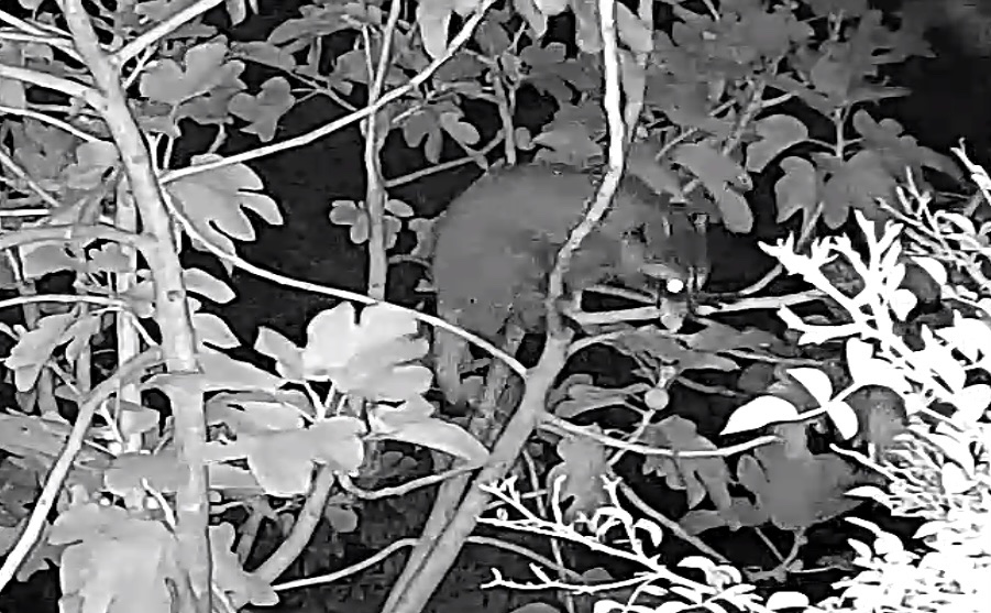 A015D3DF-346E-4B61-BBA5-11F567D9326E.jpeg