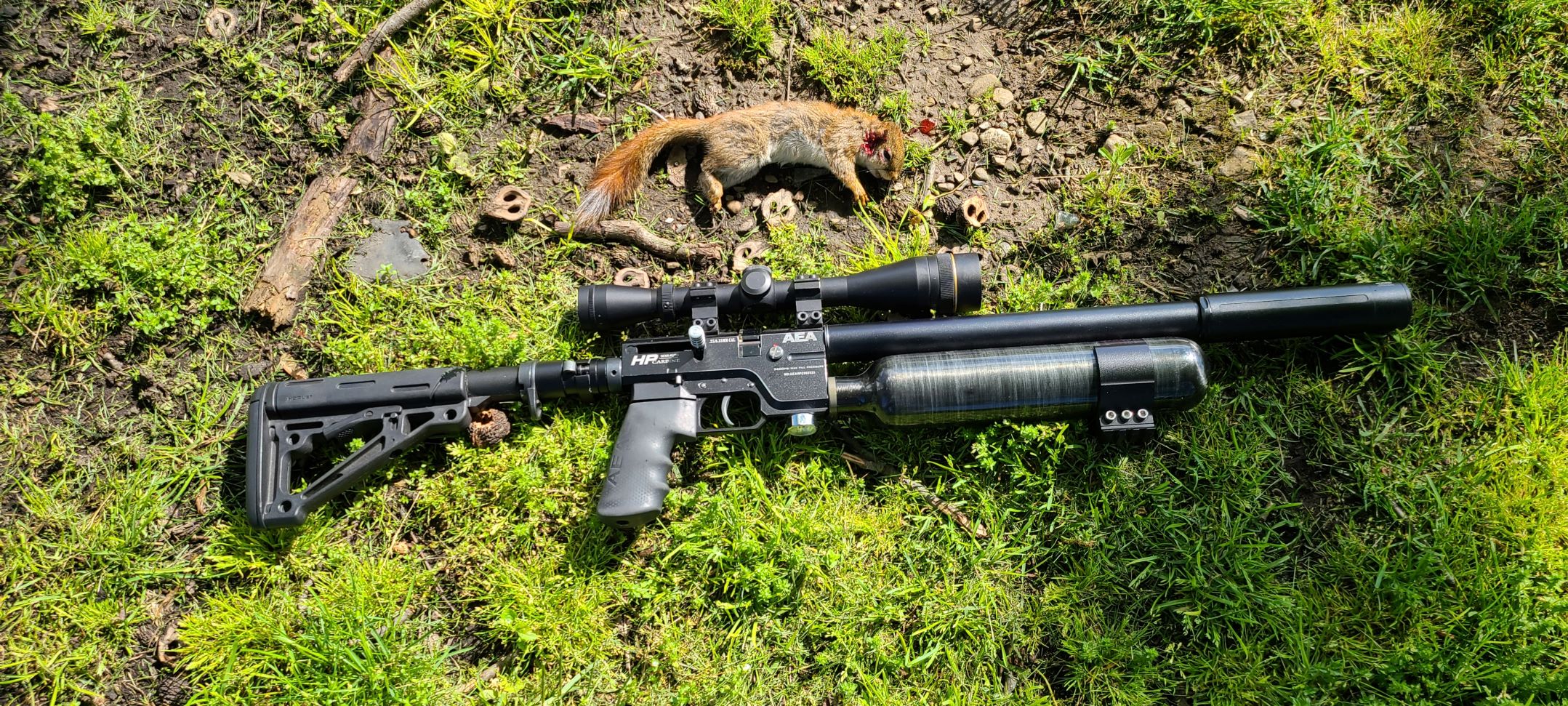 AEA red squirrel.jpg