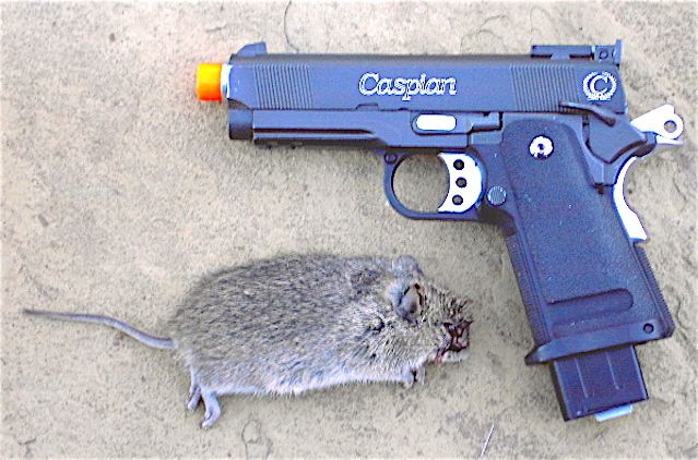 Airsoft rat.1600223330.JPG
