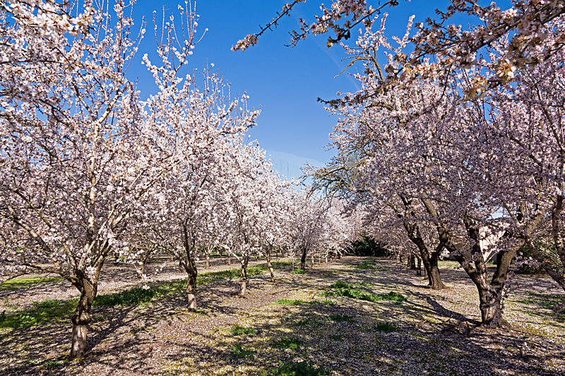 Almond blossom.jpg