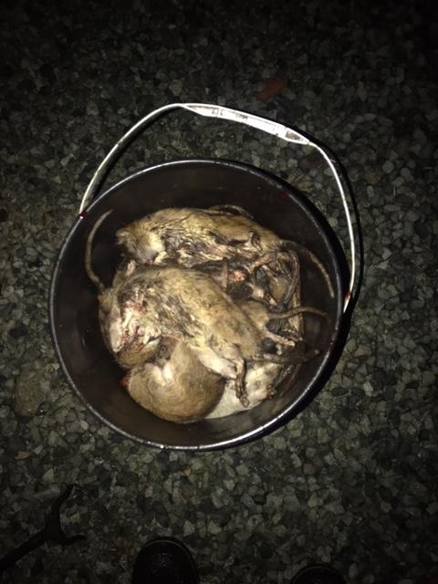 almost bucket full.1606202867.jpeg