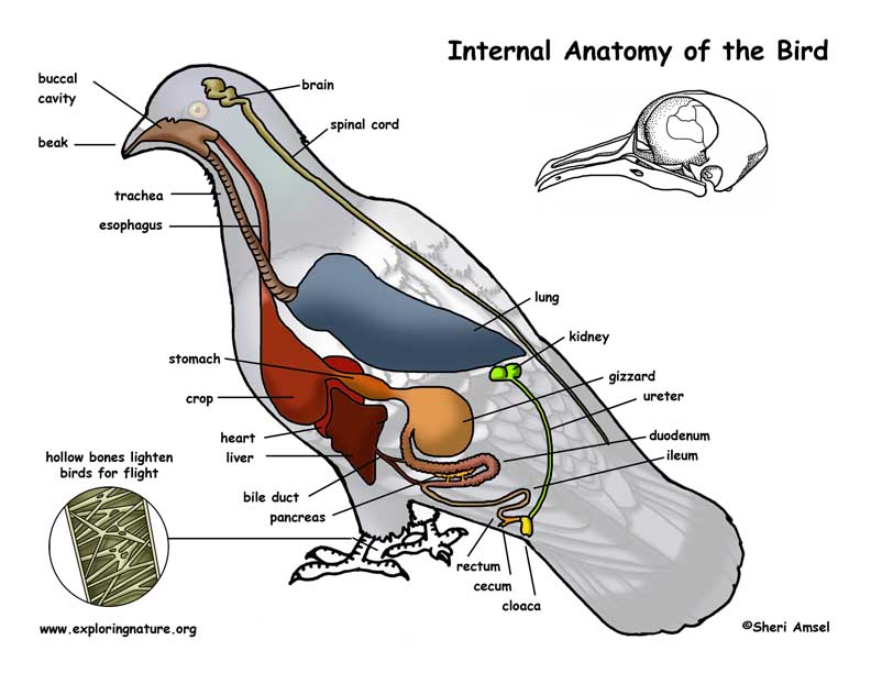 anatomy_bird_color_poster72.jpg