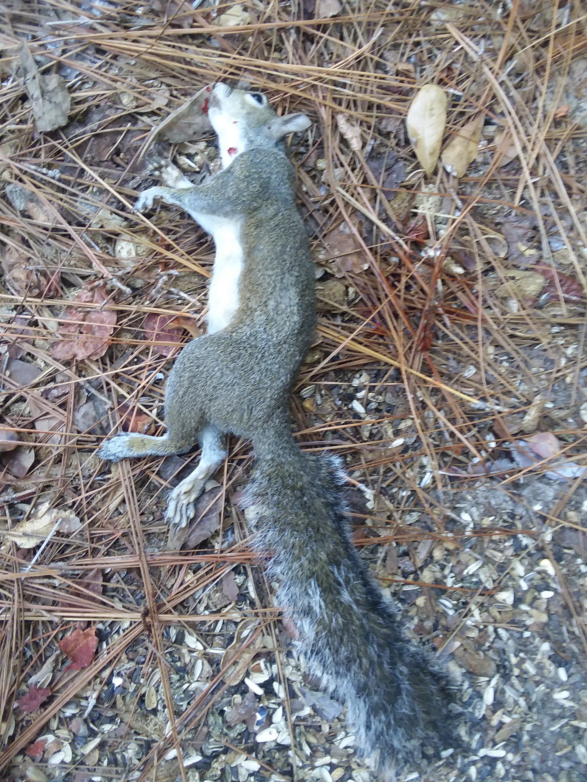 another critter.jpg