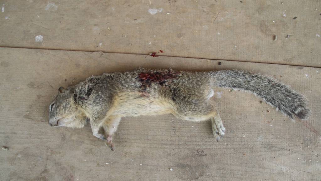 April 14 21 GS exit wound.1618450402.jpg