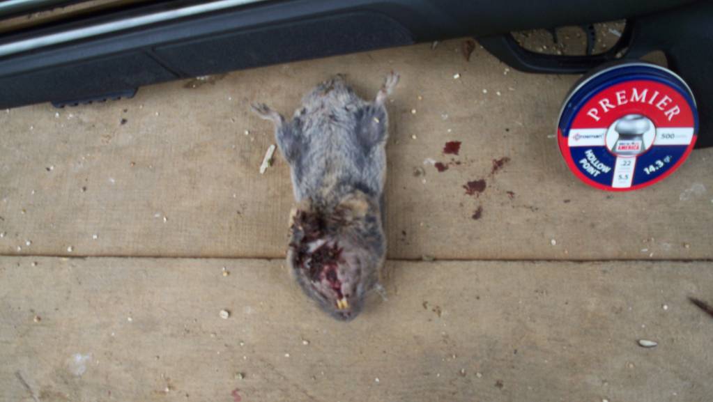 APRIL24 21 Gopher 2.1619287609.JPG