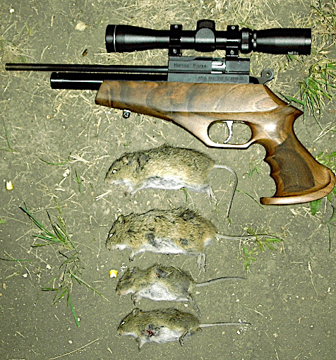 AR6 rats.1645407352.JPG