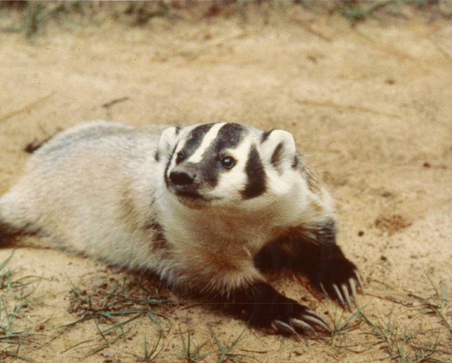 Badger_laying_on_ground._-_DPLA_-_0335977b4d1504edc799834081ca4fd5.jpg
