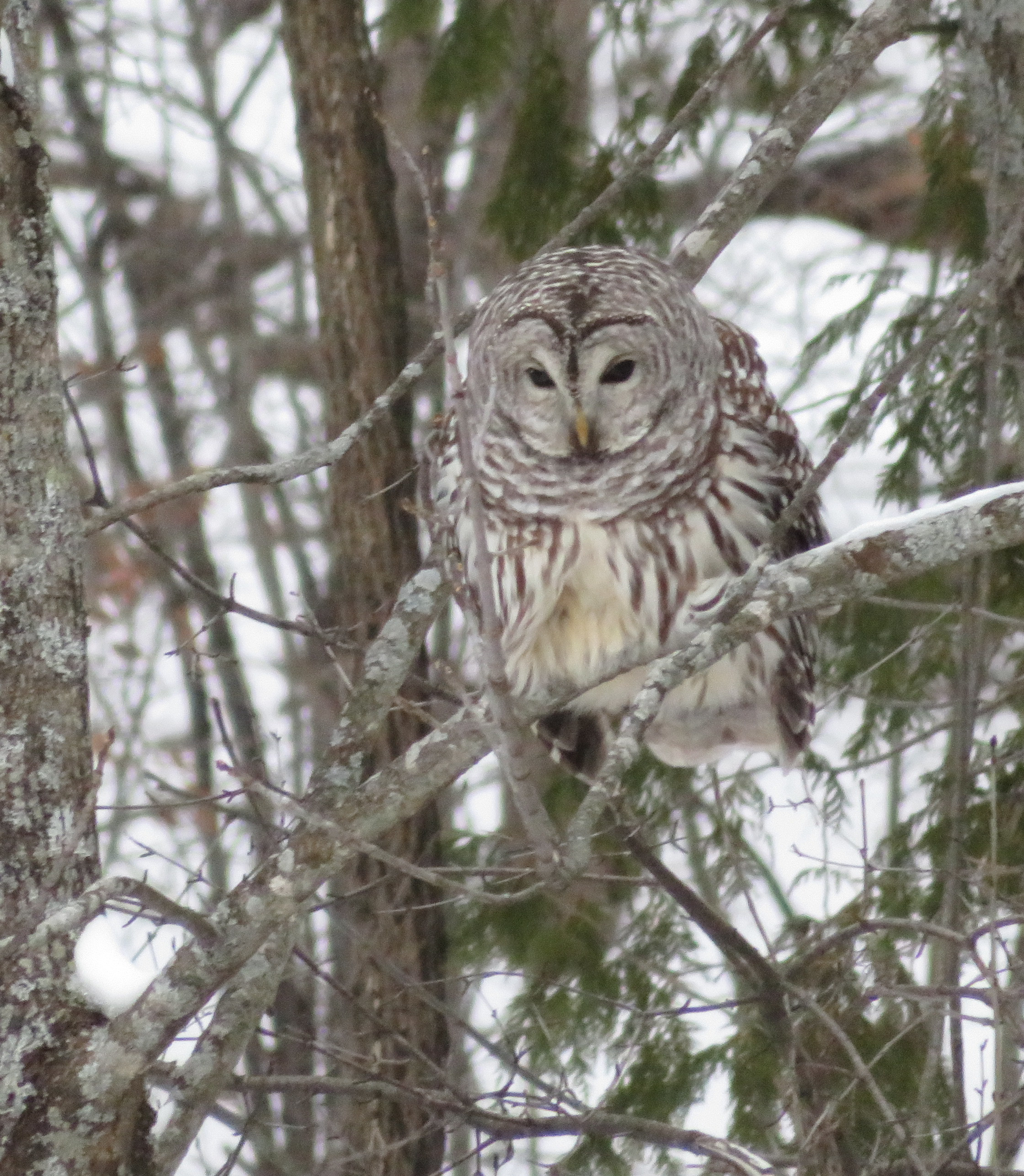 Barred Owl.JPG